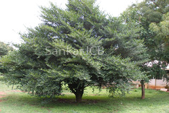 Suregada angustifolia